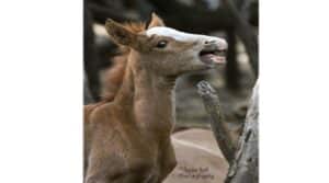 Salt River Wild Horses